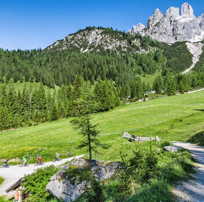 Almrausch am Berg (c) TVB Filzmoos / Coen Weesjes